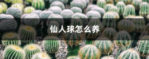 仙人球怎么养