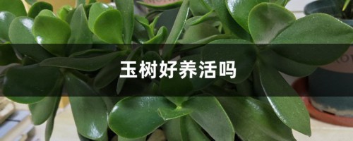 玉树好养活吗，怎么养护长的好