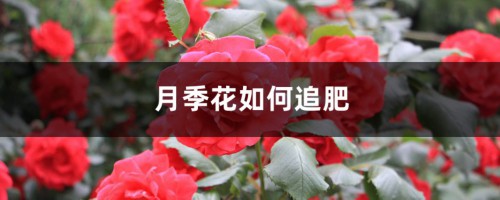 月季花如何追肥