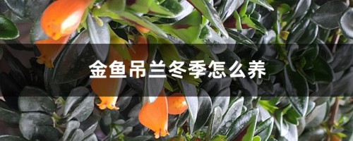 金鱼吊兰冬季怎么养