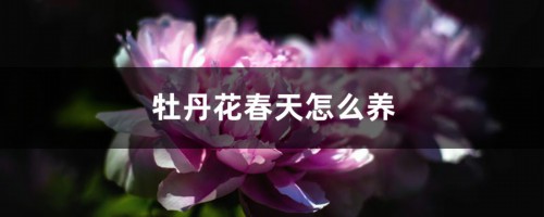 牡丹花春天怎么养