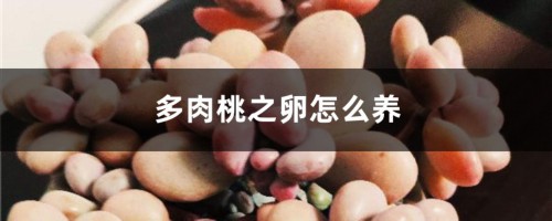 多肉“桃蛋”桃之卵怎么养？如何浇水、施肥和换盆？