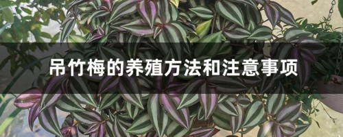 吊竹梅的养殖方法和注意事项