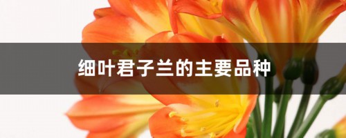 细叶君子兰的主要品种