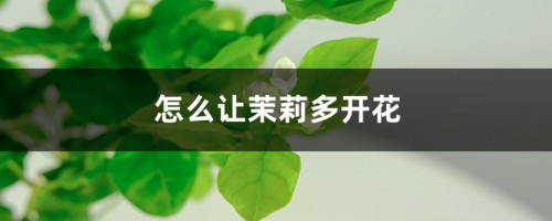 怎么让茉莉多开花