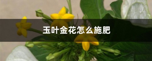 玉叶金花怎么施肥