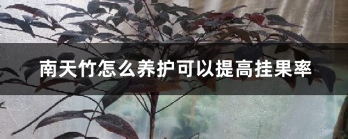 南天竹怎么养护可以提高挂果率