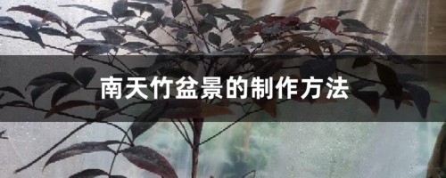 南天竹盆景的制作方法