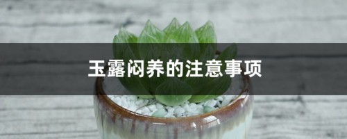 玉露闷养的注意事项