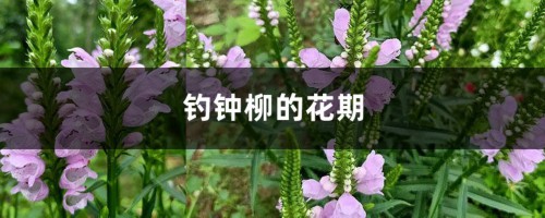 钓钟柳的花期